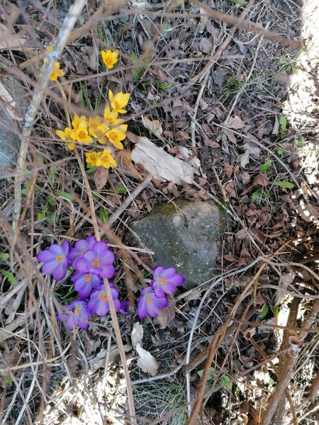 frühlingsblumen